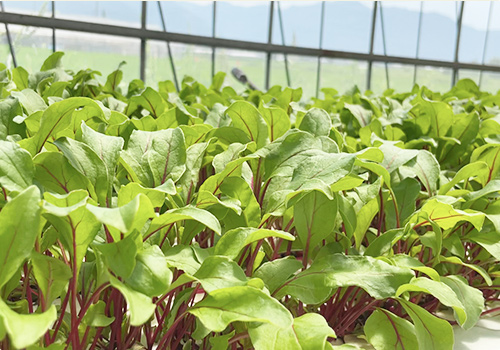 ビートの栽培風景