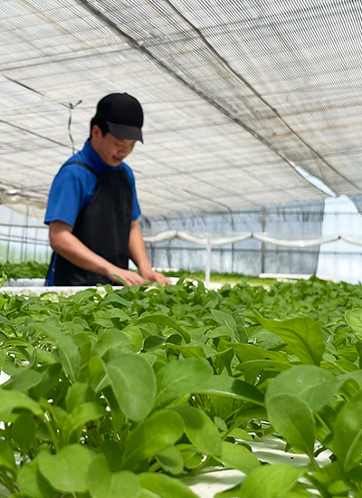水耕栽培の定植風景