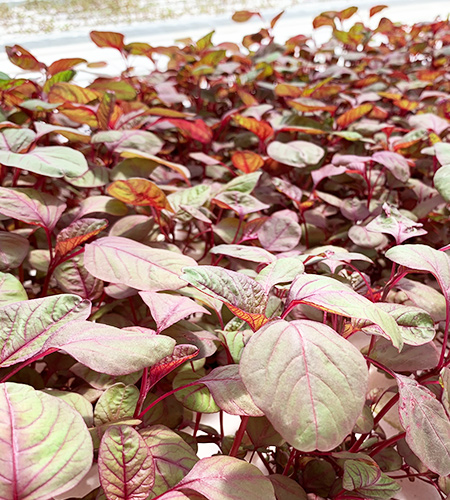 アマランサスの栽培風景