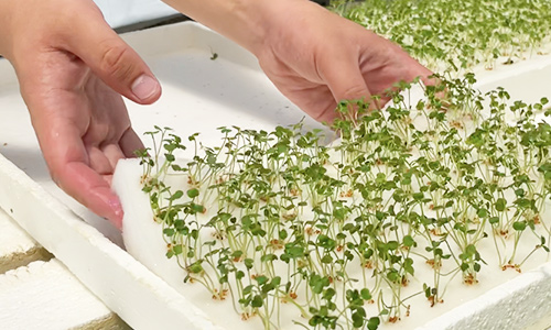 水耕栽培の定植風景