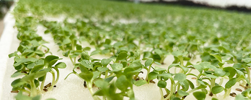 多品種の同時栽培