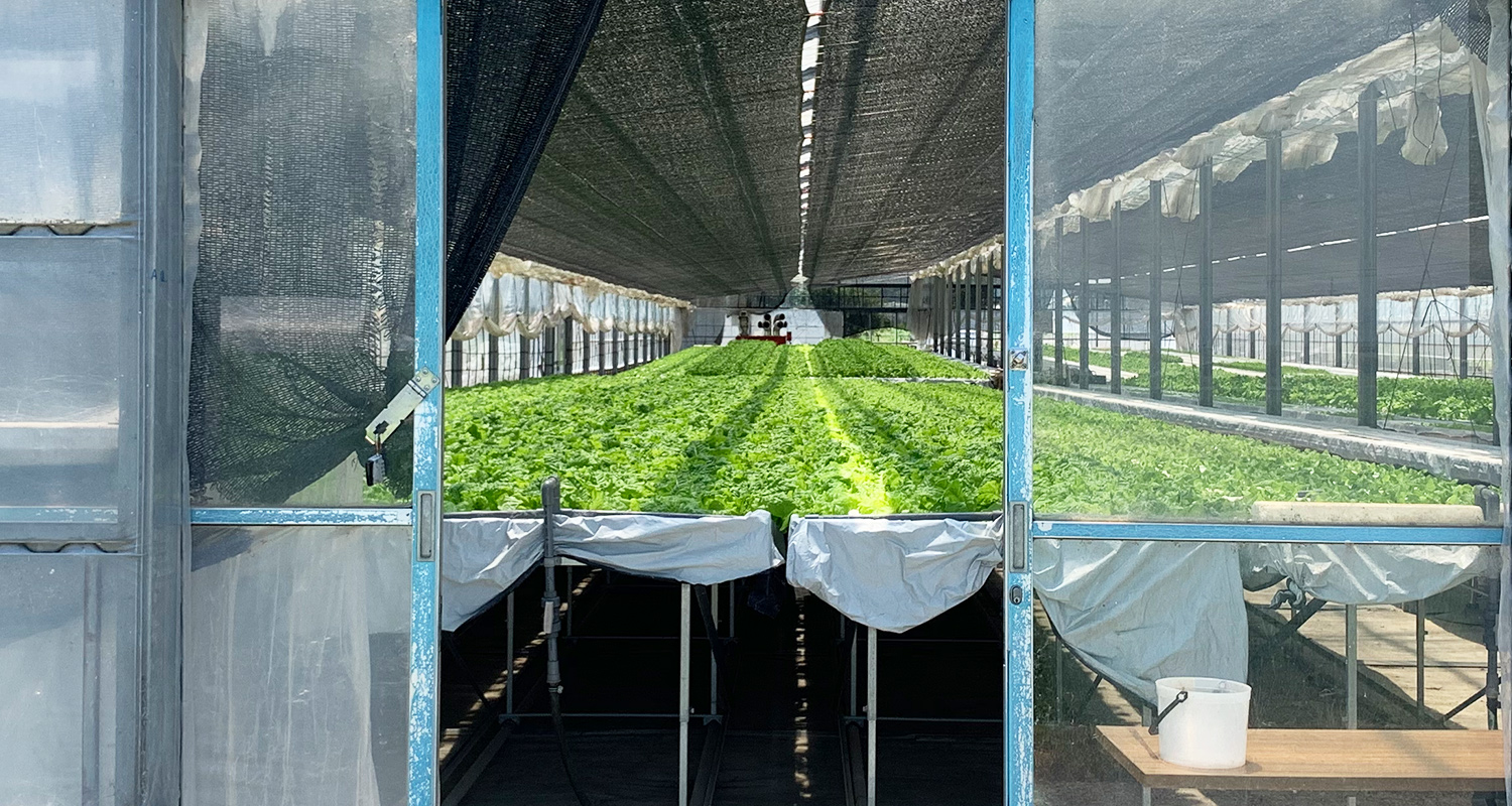 水耕栽培の自社工場