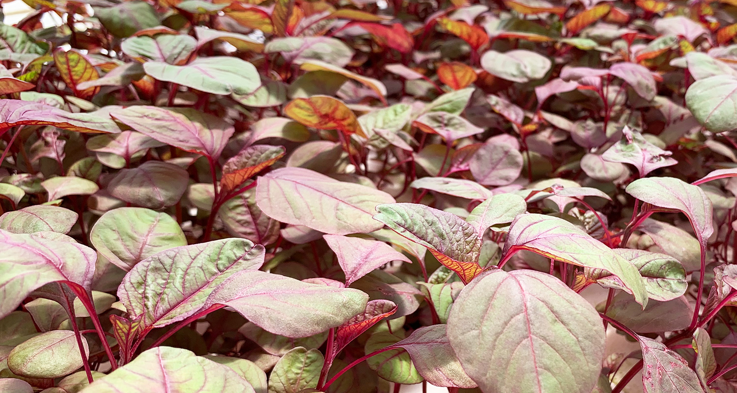 アマランサスの栽培風景