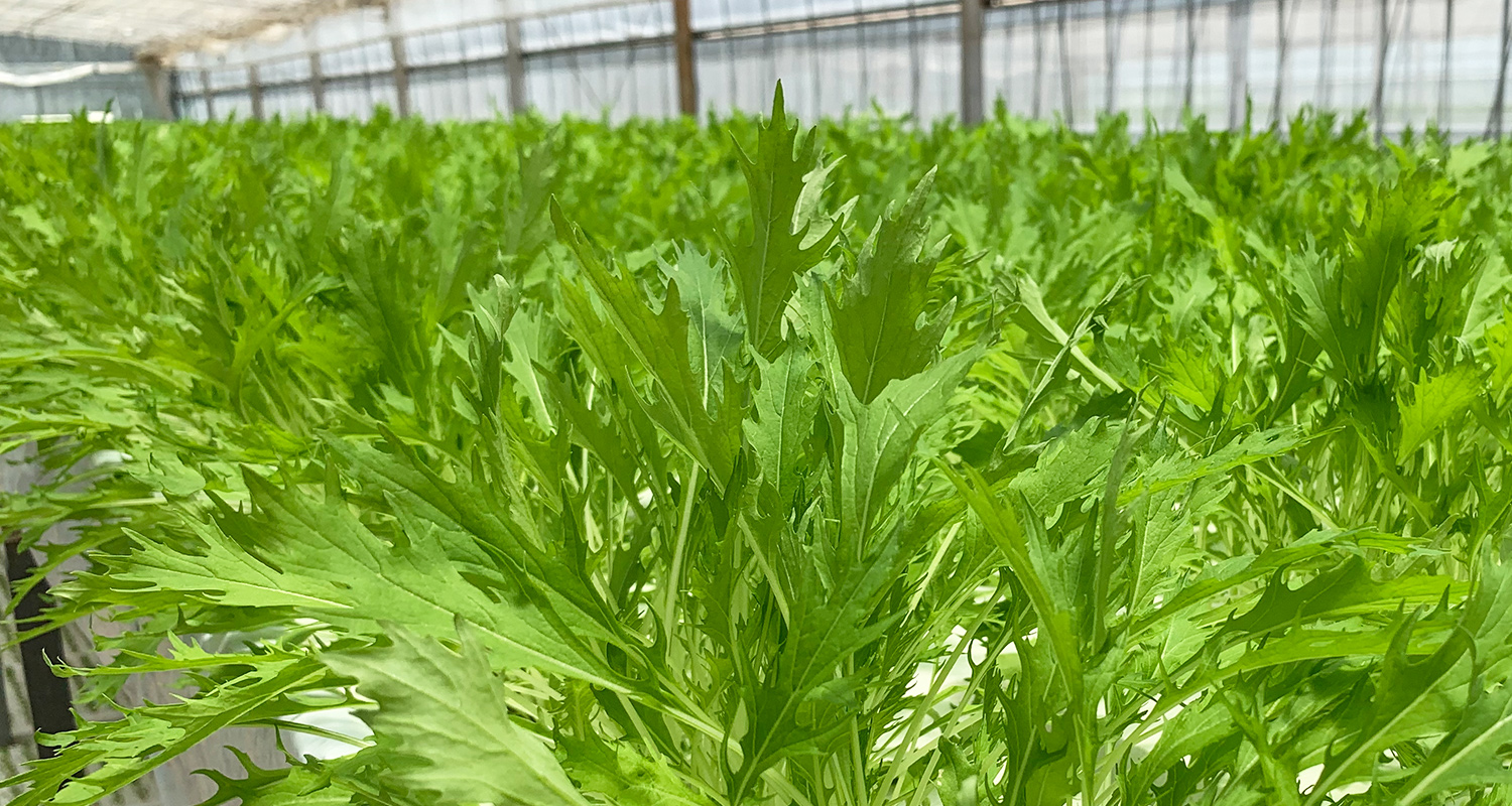 水菜の栽培風景