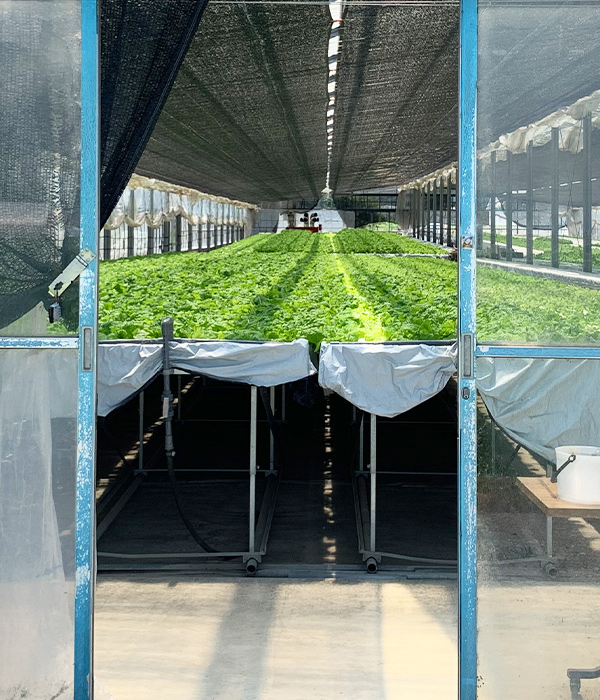 水耕栽培の自社工場