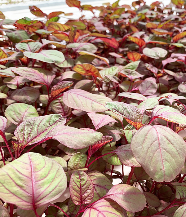 アマランサスの栽培風景