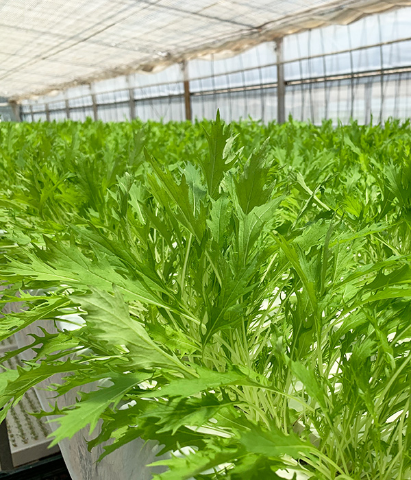 水菜の栽培風景