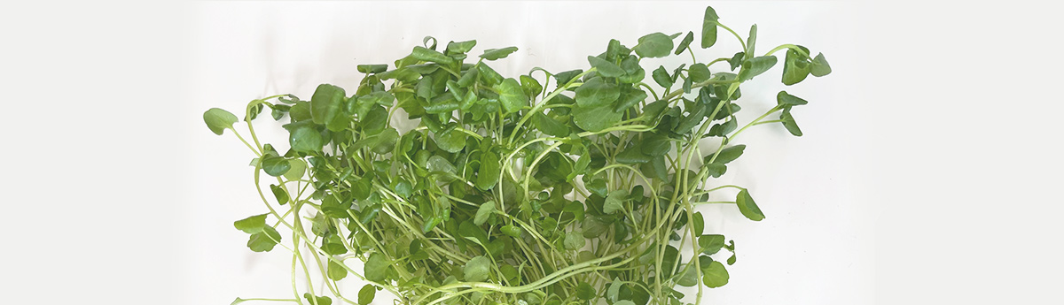 収穫後のハーブ野菜