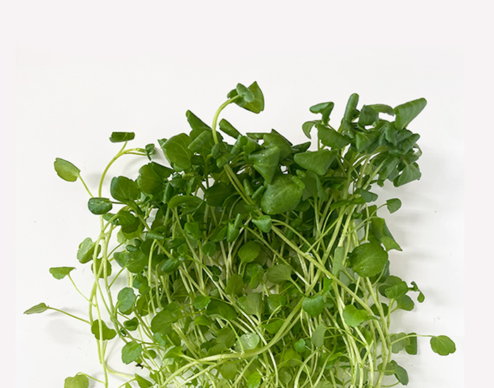 収穫後のハーブ野菜