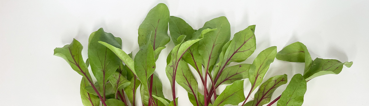 ハーブ野菜 ビーツ