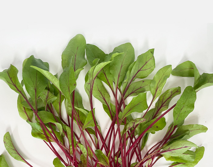 ハーブ野菜 ビーツ